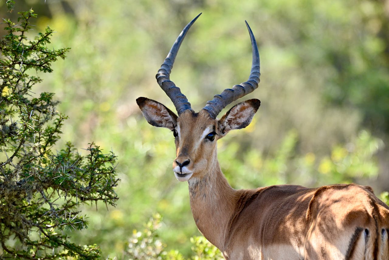 A stunning impala antelope captured in the wild, showcasing the beauty of South Africa's natural habitat.